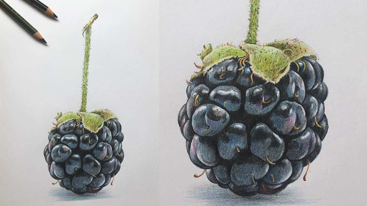 How to Draw a Blackberry Step by Step – Fruit Drawings