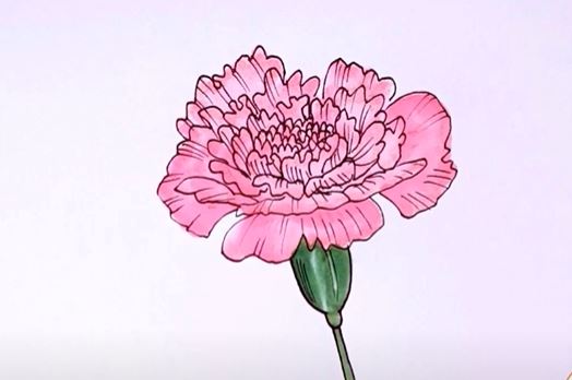 How to Draw a Carnation Step by Step – Flower Drawing Tutorial