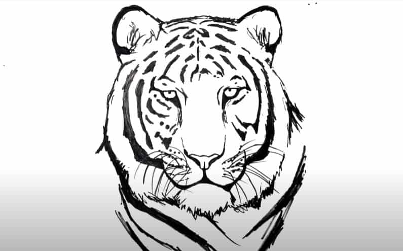 How to Draw a Tiger Face Step by Step
