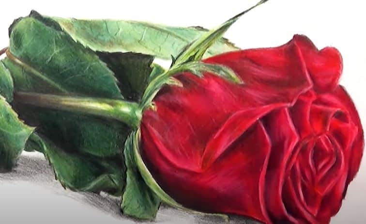 Rose Drawing with Pencil – How to draw a Rose