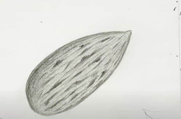 How to Draw Almond Step by Step