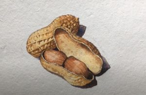 How to Draw a Peanut Step by Step