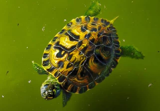 Realistic Turtle Drawing with pencil || How to draw a Turtle Step by Step