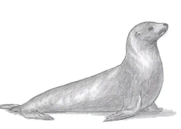How to draw a Seal Step by Step (Sea Lion)