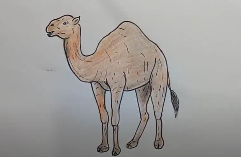 Camel Drawing Step by Step || How to draw a Camel Easy