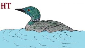 How to Draw a Loon