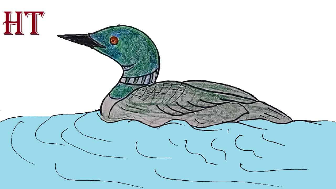 How to Draw a Loon Step by Step || Bird Drawing Easy
