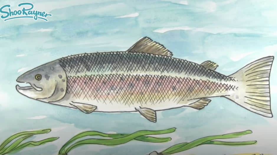 How to Draw a Salmon Step by Step