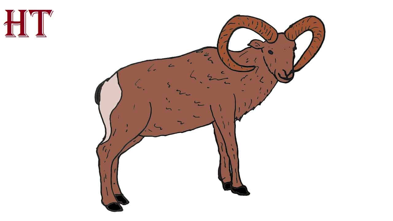 How to Draw a Bighorn Sheep Step by Step