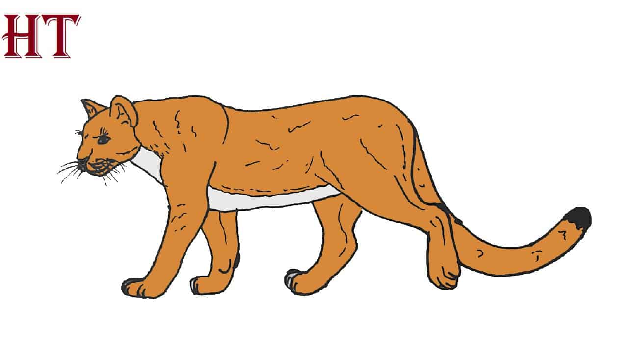 How to Draw a Mountain Lion Easy Step by Step