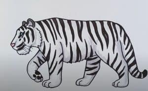 How to Draw a Siberian Tiger Step by Step