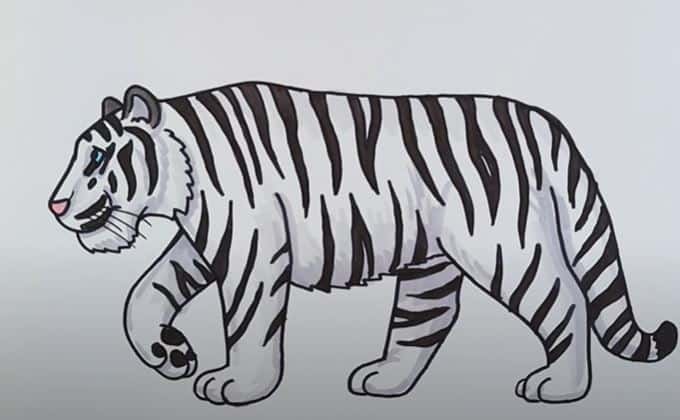 How to Draw a Siberian Tiger Step by Step
