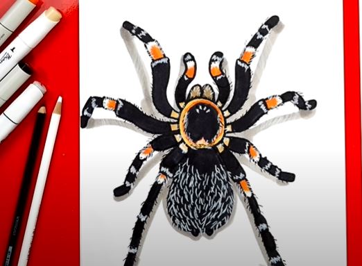 How to Draw a Tarantula Step by Step || Spider Drawing