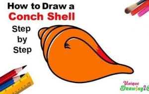 How to Draw a Conch Shell
