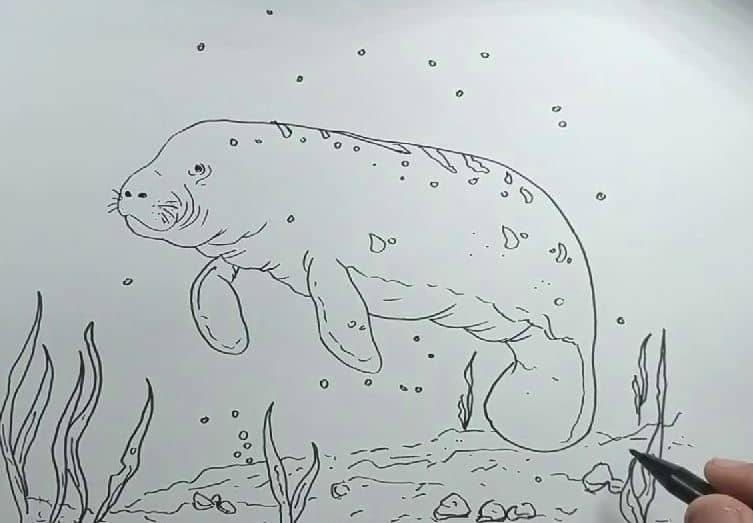 How to draw a dugong Step by Step