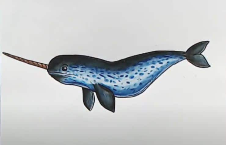 How to Draw a Narwhal Step by Step
