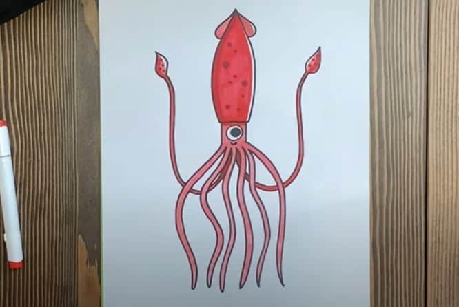 How to Draw a Squid Step by Step