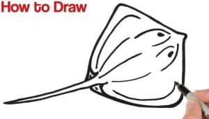 How to Draw a Stingray
