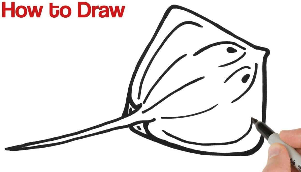 How to Draw a Stingray Step by Step