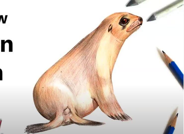 How to draw a sea lion step by step