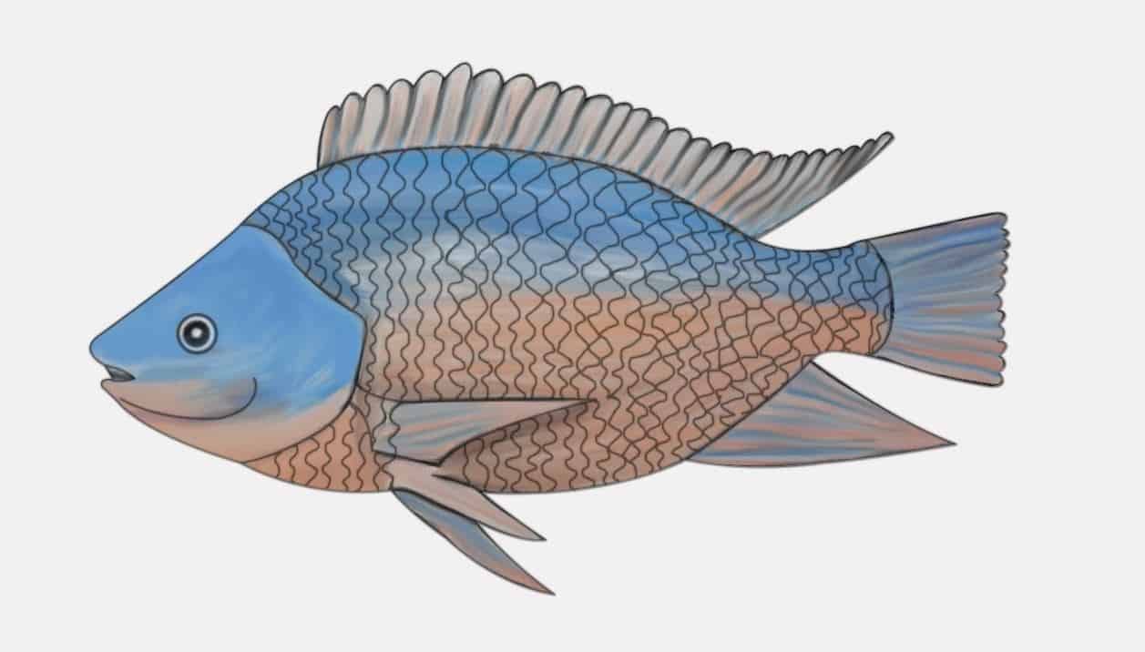 How to draw a Tilapia Fish Step by Step