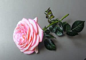 How To Draw A pink Rose