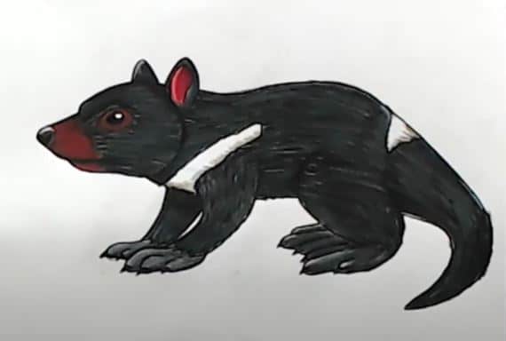 How to Draw a Tasmanian Devil Step by Step