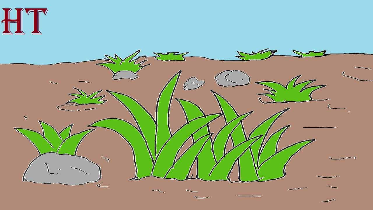 Grass Drawing Step by Step for Beginners
