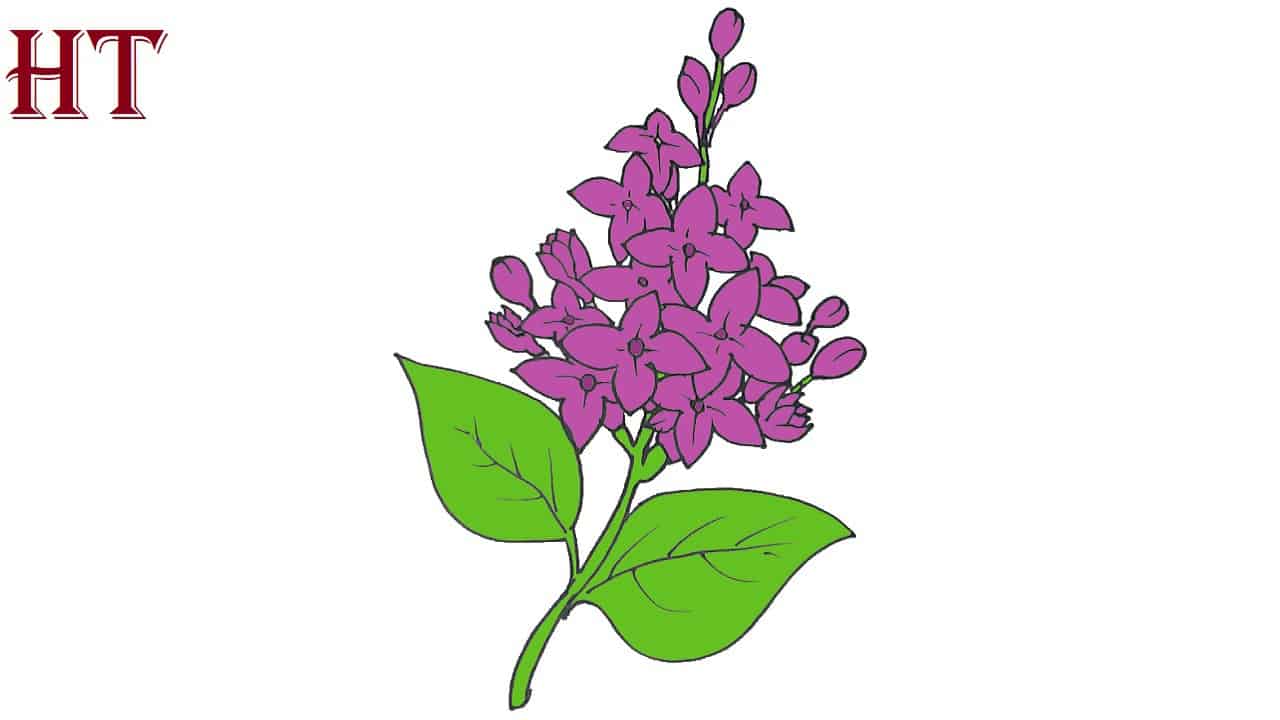 How to draw Lilacs flower