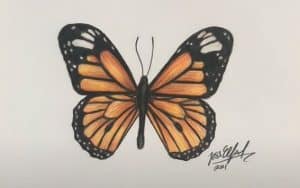 How To Draw A Monarch Butterfly