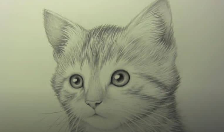 How To Draw A Realistic Kitten, Realistic Cat Drawing