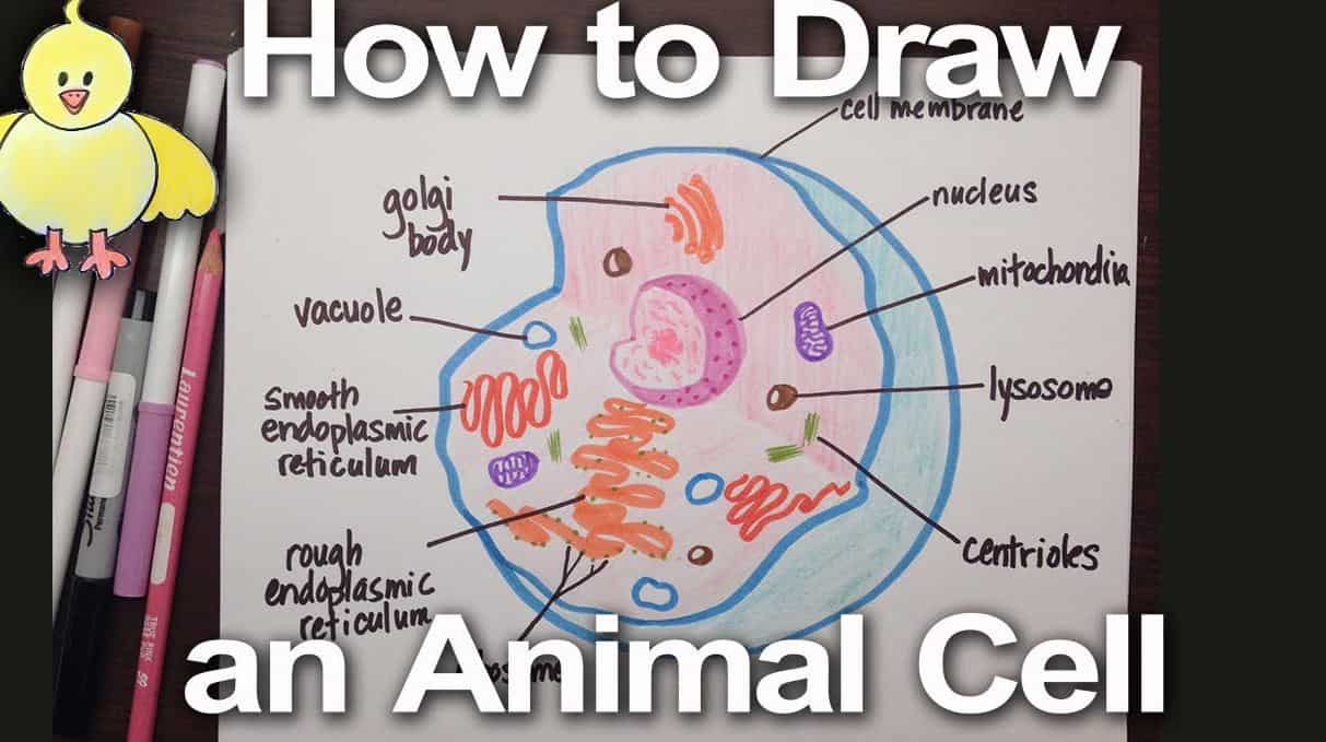 How To Draw An Animal Cell Step by Step