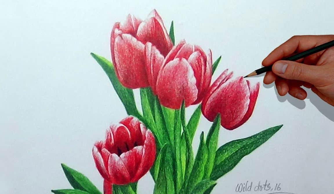 How To Draw Spring Tulips Step by Step