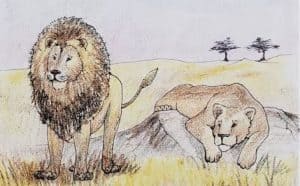 How to Draw a Lion and Lioness