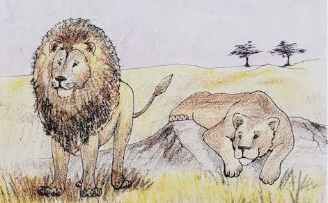 How to Draw a Lion and Lioness