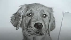 How To Draw A Realistic Dog