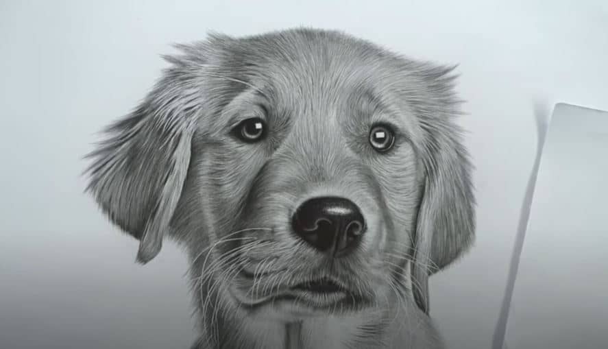 How To Draw A Realistic Dog with Pencil