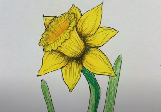 Daffodil Flower Drawing Step by Step