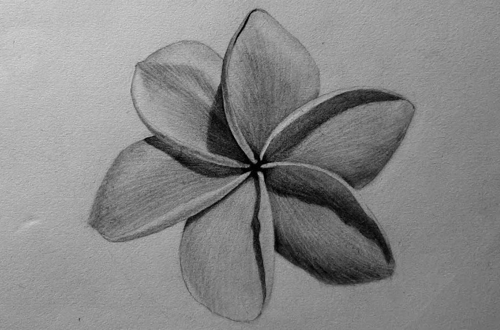 How To Draw A Frangipani Flower Step by Step