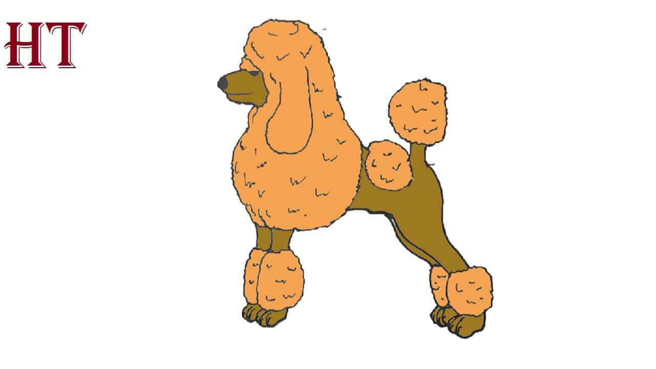 How To Draw A Poodle Dog Step by Step