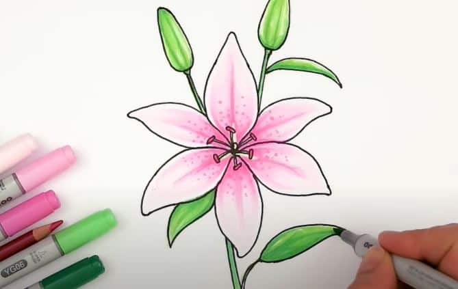 How To Draw A Tiger Lily Step by Step