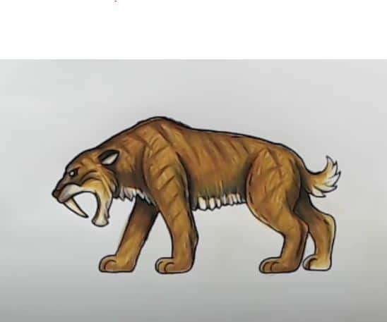 How to Draw a Saber Tooth Tiger Step by Step