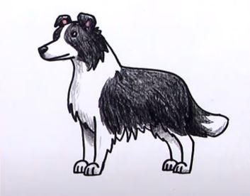 How To Draw A Border Collie Step by Step