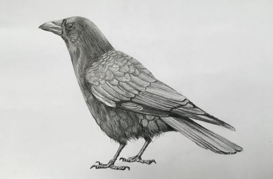 How To Draw A Realistic Crow Step by Step