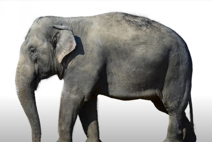 How To Draw A Realistic Elephant Step by Step