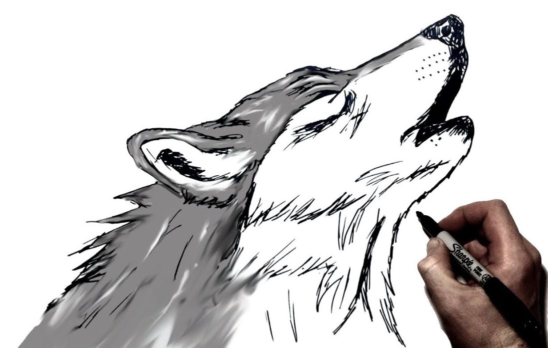 How To Draw Howling Wolves Step by Step