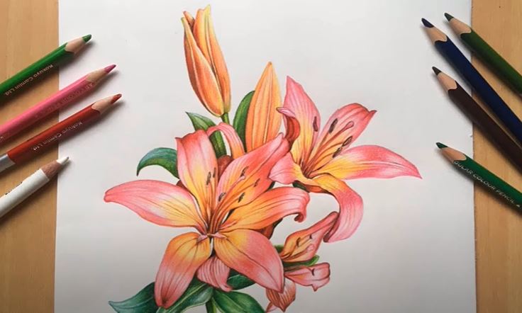 How To Draw Lilies Step by Step || Flower Drawing