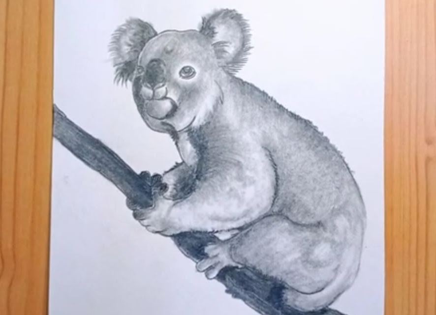 How to Draw a Realistic Koala Step by Step