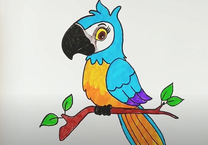 Parrot How to Draw for Beginners Step by Step