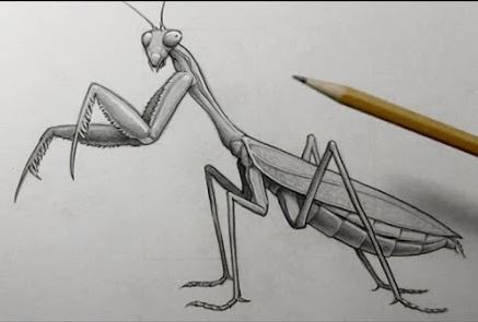 How To Draw A Praying Mantis Step by Step